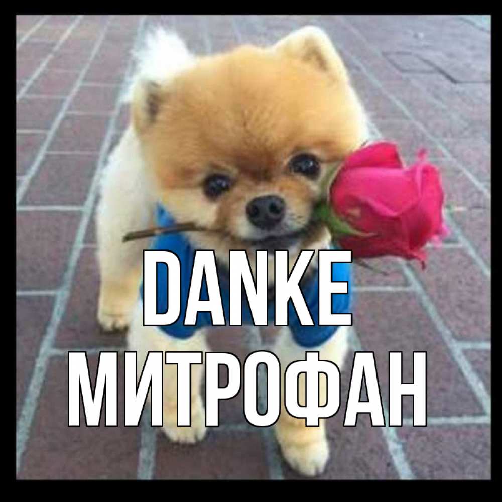 Открытка на каждый день с именем, Митрофан Danke спасибо и дарю тебе цветок Прикольная открытка с пожеланием онлайн скачать бесплатно 