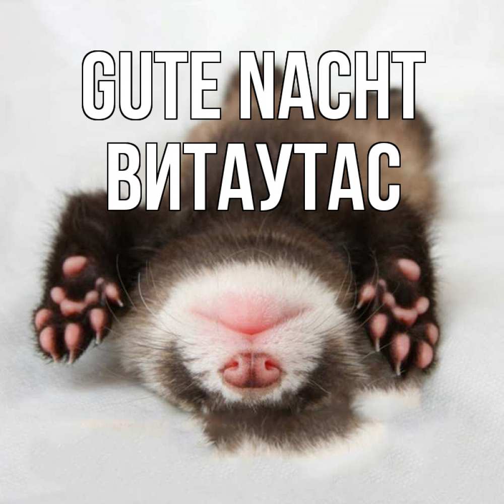 Открытка на каждый день с именем, Витаутас Gute Nacht зверек Прикольная открытка с пожеланием онлайн скачать бесплатно 