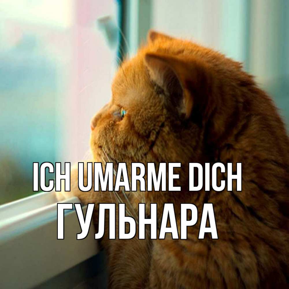 Открытка на каждый день с именем, Гульнара Ich umarme dich большой огромный рыжий котяра Прикольная открытка с пожеланием онлайн скачать бесплатно 