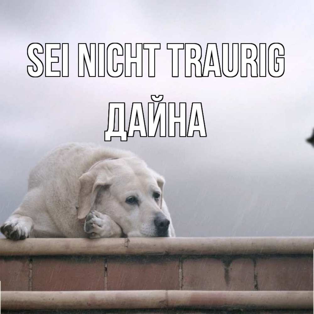 Открытка на каждый день с именем, Дайна Sei nicht traurig белый пес 1 Прикольная открытка с пожеланием онлайн скачать бесплатно 