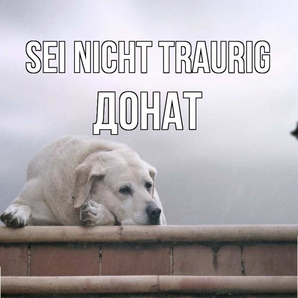 Открытка на каждый день с именем, Донат Sei nicht traurig белый пес 1 Прикольная открытка с пожеланием онлайн скачать бесплатно 