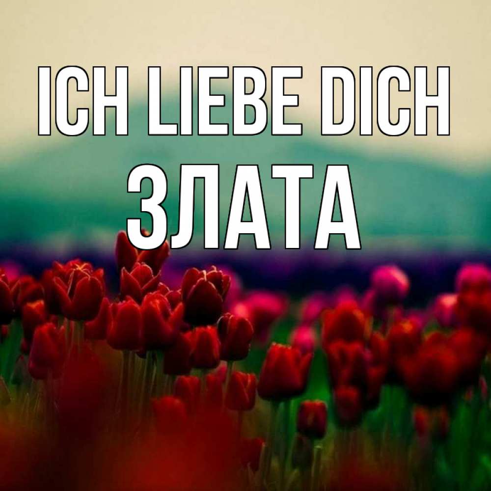 Открытка на каждый день с именем, Злата Ich liebe dich тюльпаны 4 Прикольная открытка с пожеланием онлайн скачать бесплатно 