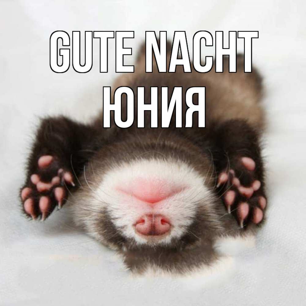 Открытка на каждый день с именем, Юния Gute Nacht зверек Прикольная открытка с пожеланием онлайн скачать бесплатно 