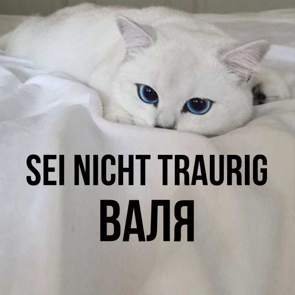 Открытка на каждый день с именем, Валя Sei nicht traurig Голубоглазая кошка Прикольная открытка с пожеланием онлайн скачать бесплатно 