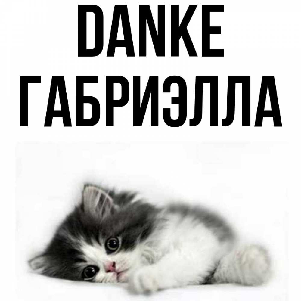 Открытка на каждый день с именем, Габриэлла Danke черный и белый кот Прикольная открытка с пожеланием онлайн скачать бесплатно 