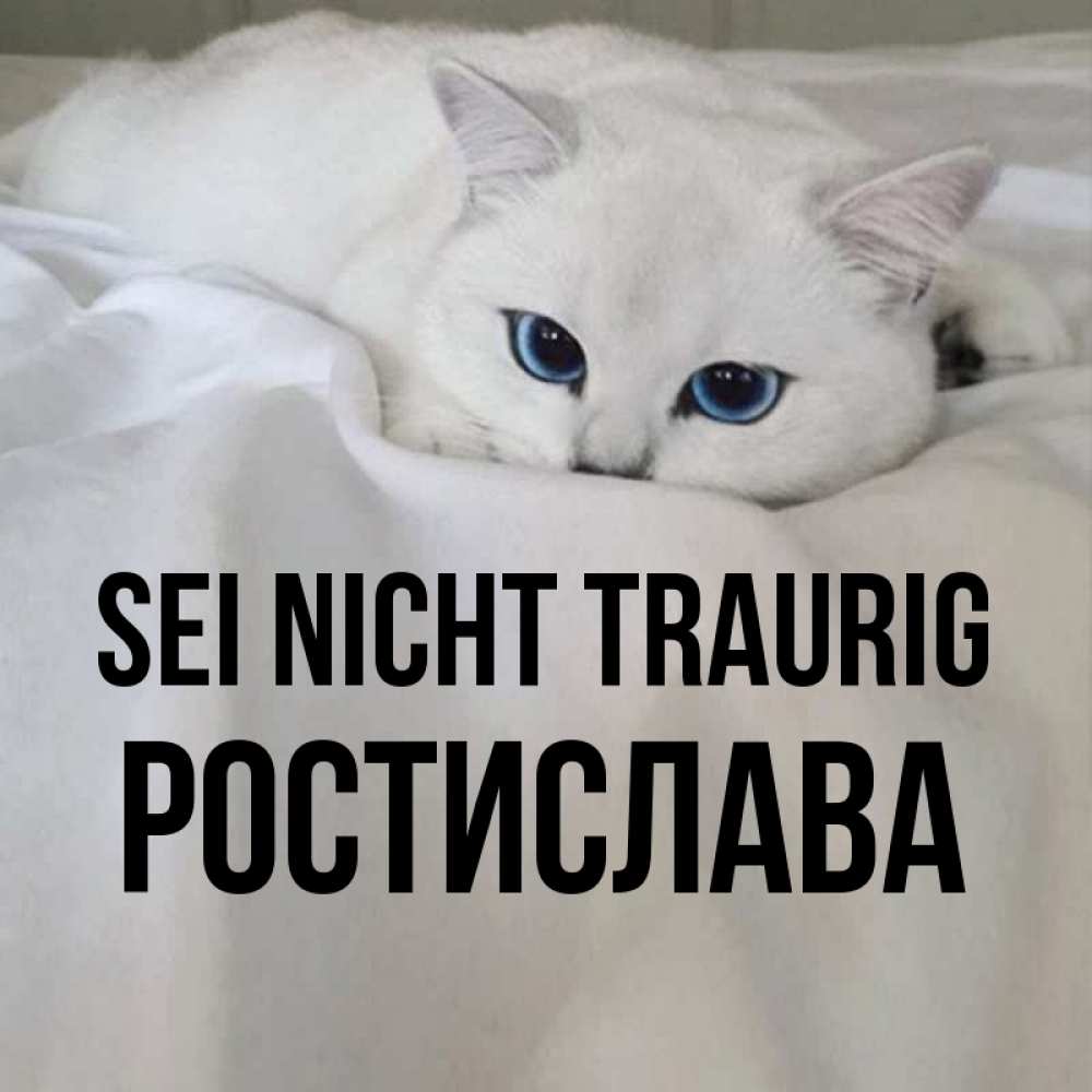 Открытка на каждый день с именем, Ростислава Sei nicht traurig Голубоглазая кошка Прикольная открытка с пожеланием онлайн скачать бесплатно 