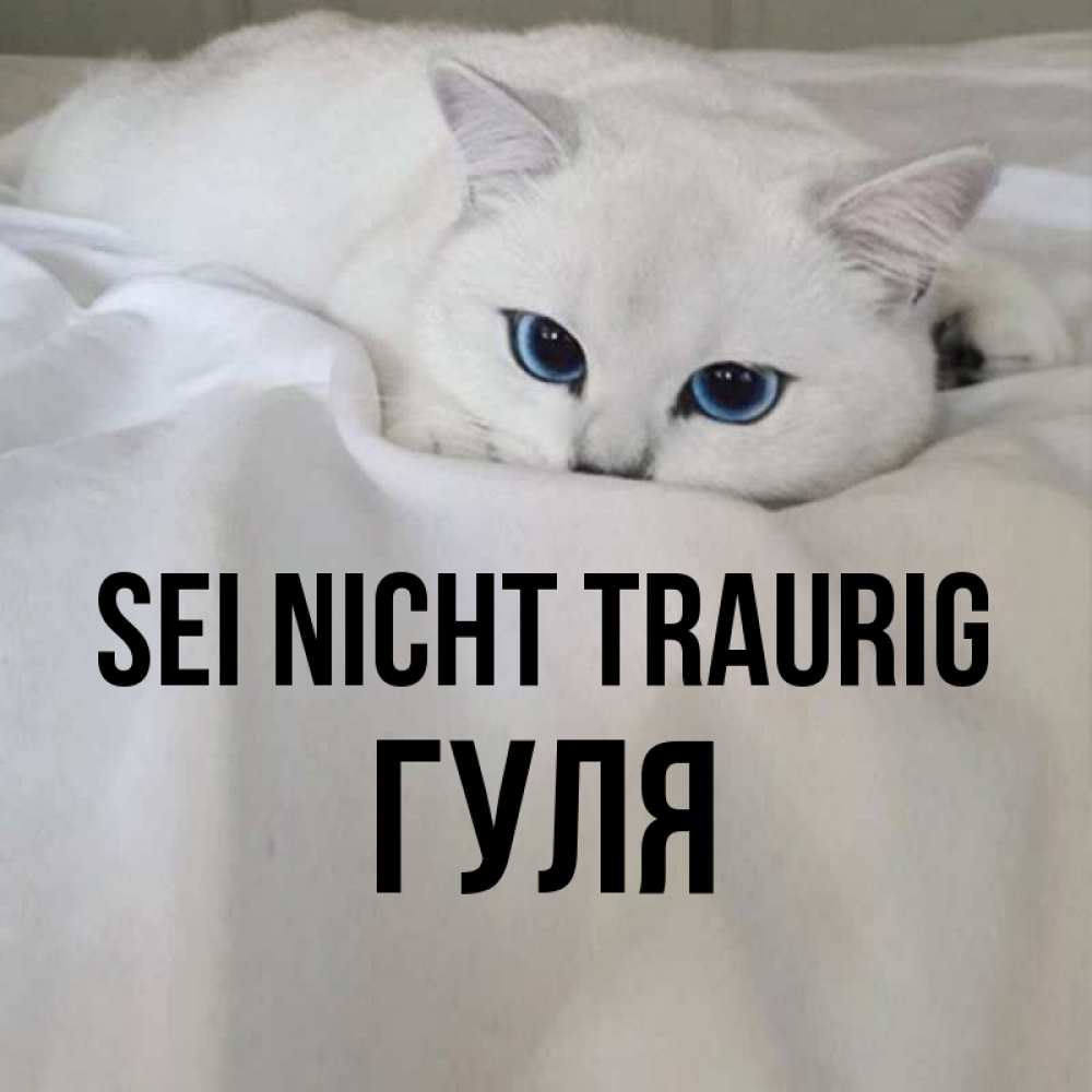 Открытка на каждый день с именем, Гуля Sei nicht traurig Голубоглазая кошка Прикольная открытка с пожеланием онлайн скачать бесплатно 