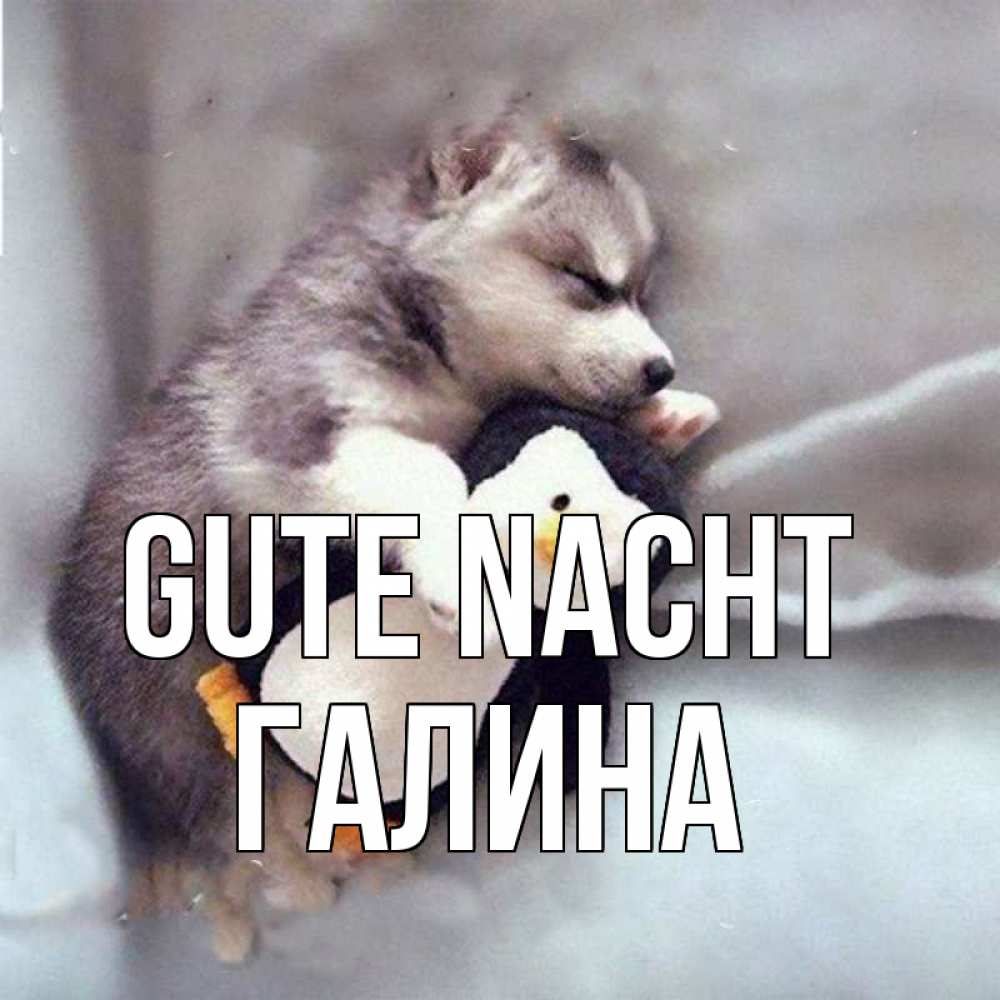 Открытка на каждый день с именем, Галина Gute Nacht обнимашки щенка и пингвина Прикольная открытка с пожеланием онлайн скачать бесплатно 