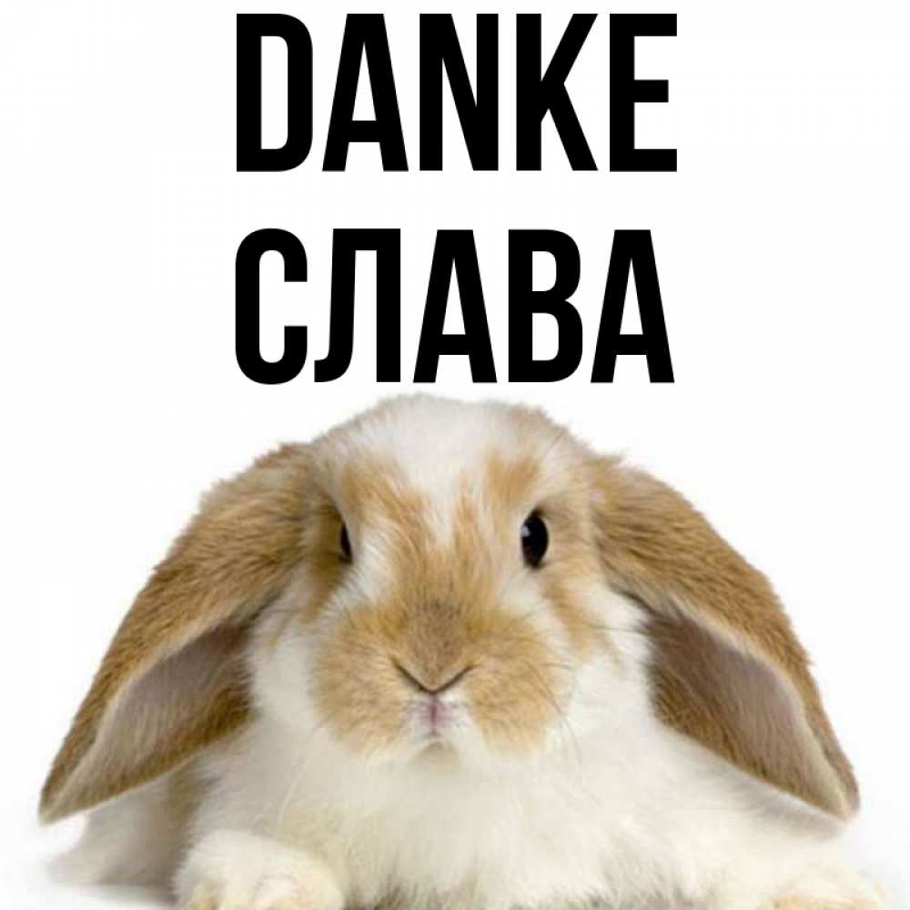 Открытка на каждый день с именем, Слава Danke коричнево белый заяц Прикольная открытка с пожеланием онлайн скачать бесплатно 