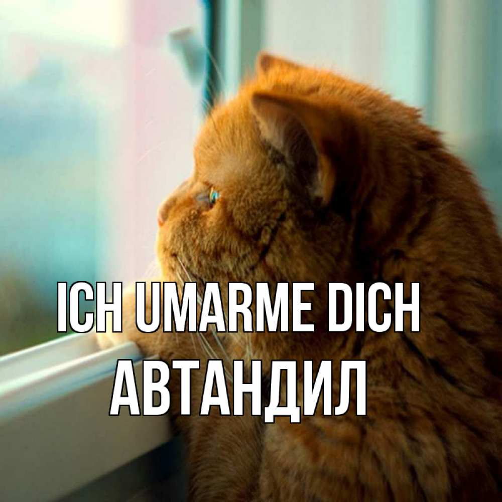 Открытка на каждый день с именем, Автандил Ich umarme dich большой огромный рыжий котяра Прикольная открытка с пожеланием онлайн скачать бесплатно 