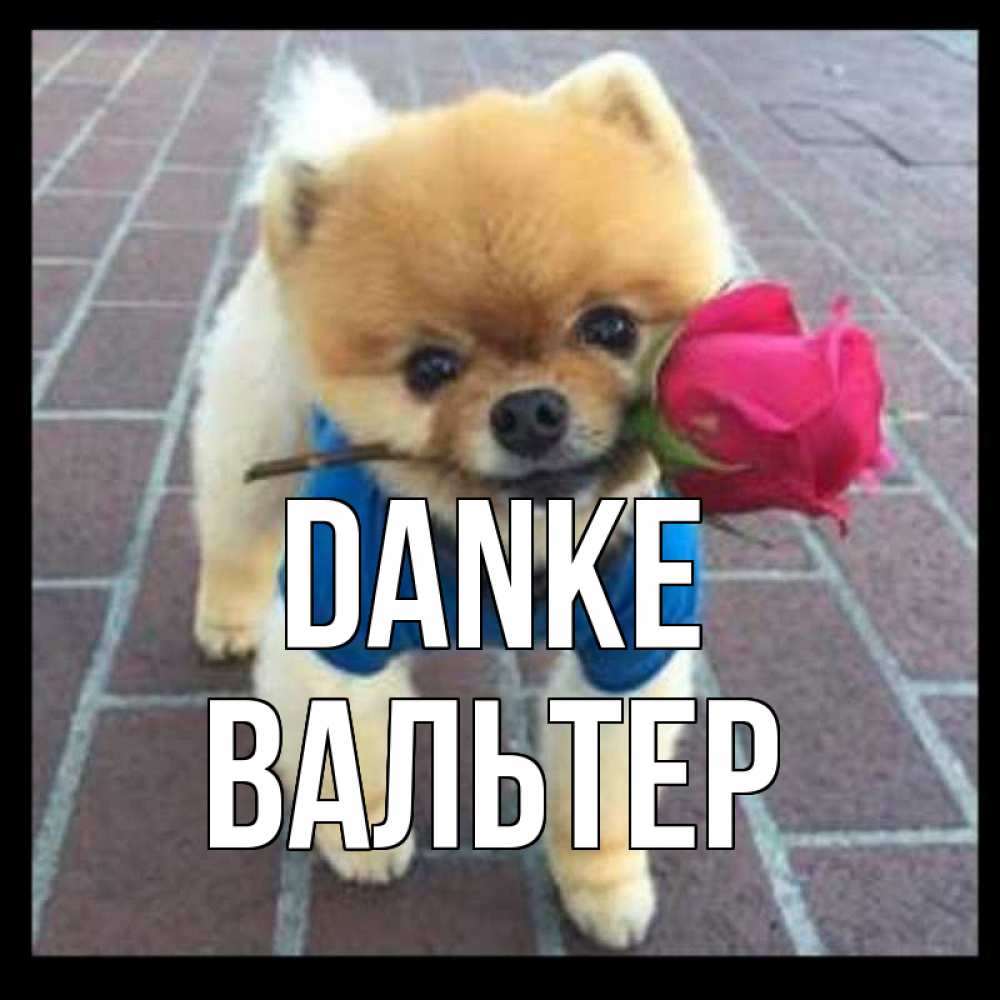 Открытка на каждый день с именем, Вальтер Danke спасибо и дарю тебе цветок Прикольная открытка с пожеланием онлайн скачать бесплатно 