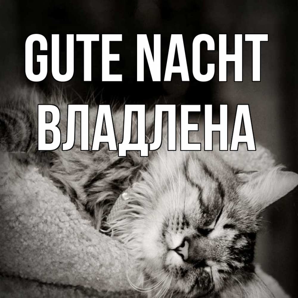 Открытка на каждый день с именем, Владлена Gute Nacht котярик пушистый Прикольная открытка с пожеланием онлайн скачать бесплатно 