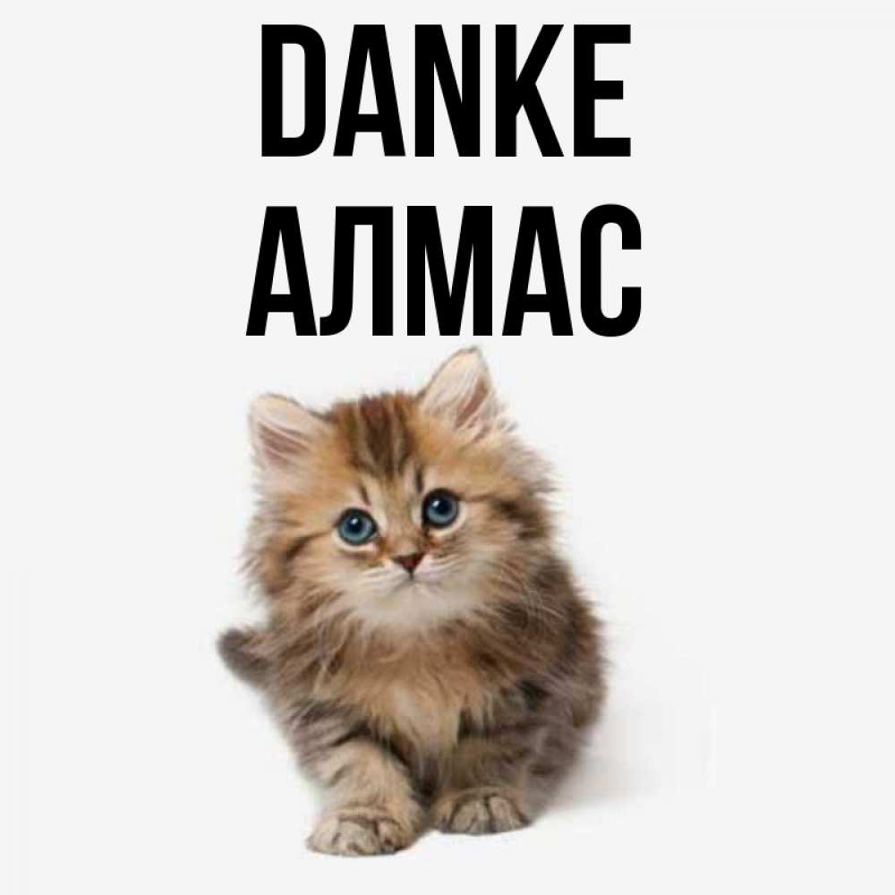 Открытка на каждый день с именем, Алмас Danke пушистый котик Прикольная открытка с пожеланием онлайн скачать бесплатно 