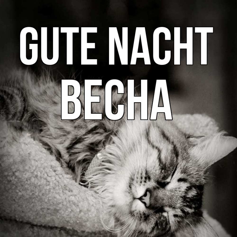 Открытка на каждый день с именем, Весна Gute Nacht котярик пушистый Прикольная открытка с пожеланием онлайн скачать бесплатно 