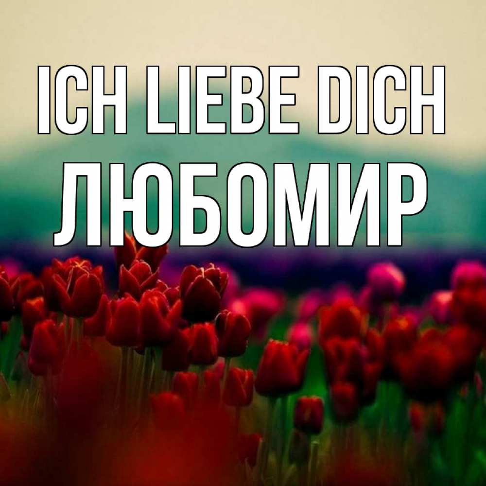 Открытка на каждый день с именем, Любомир Ich liebe dich тюльпаны 4 Прикольная открытка с пожеланием онлайн скачать бесплатно 