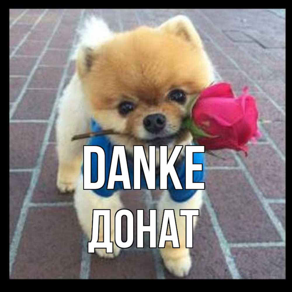 Открытка на каждый день с именем, Донат Danke спасибо и дарю тебе цветок Прикольная открытка с пожеланием онлайн скачать бесплатно 