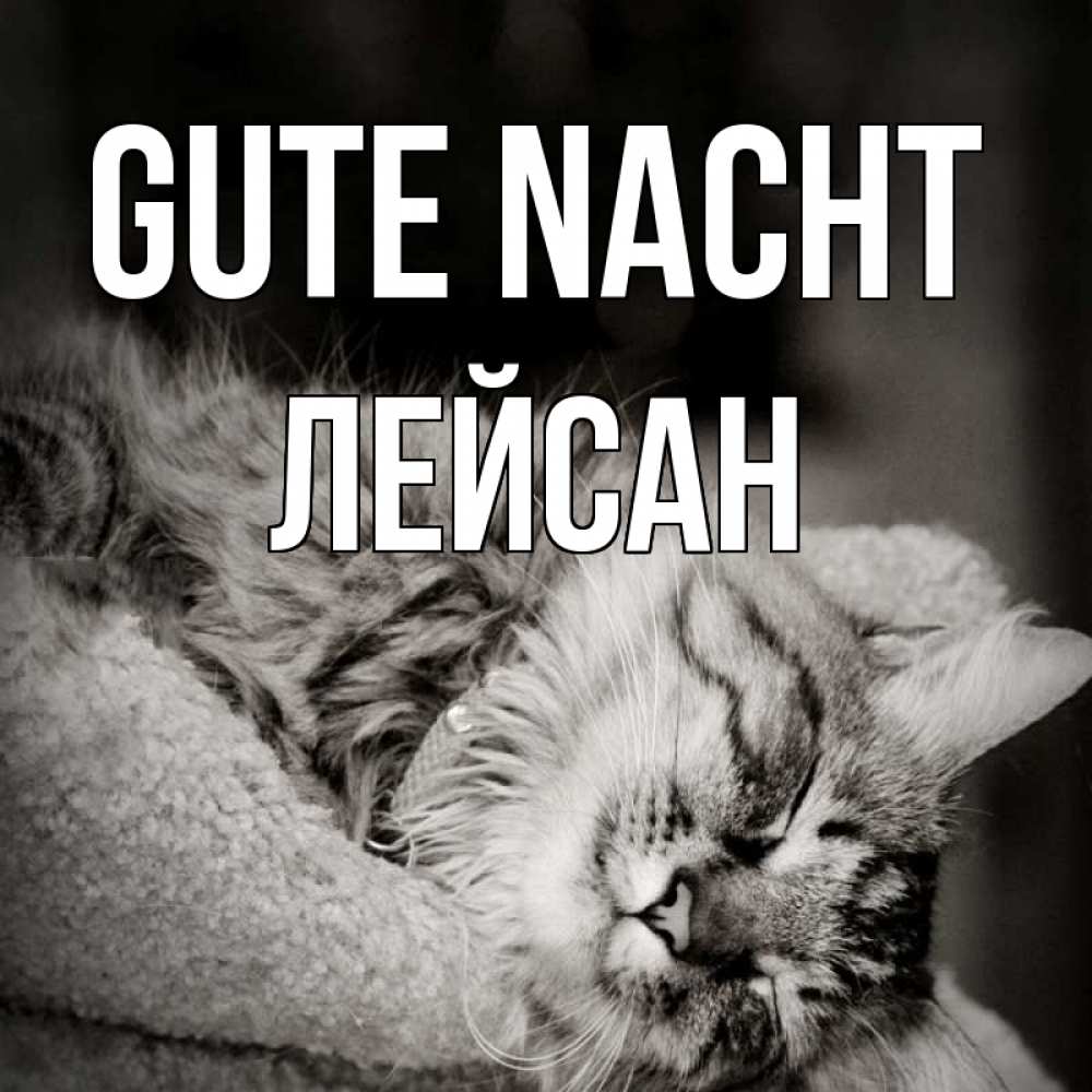 Открытка на каждый день с именем, Лейсан Gute Nacht котярик пушистый Прикольная открытка с пожеланием онлайн скачать бесплатно 