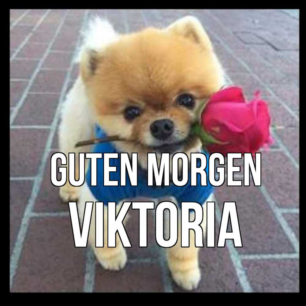 Открытка на каждый день с именем, Viktoria Guten Morgen роза в зубах Прикольная открытка с пожеланием онлайн скачать бесплатно 