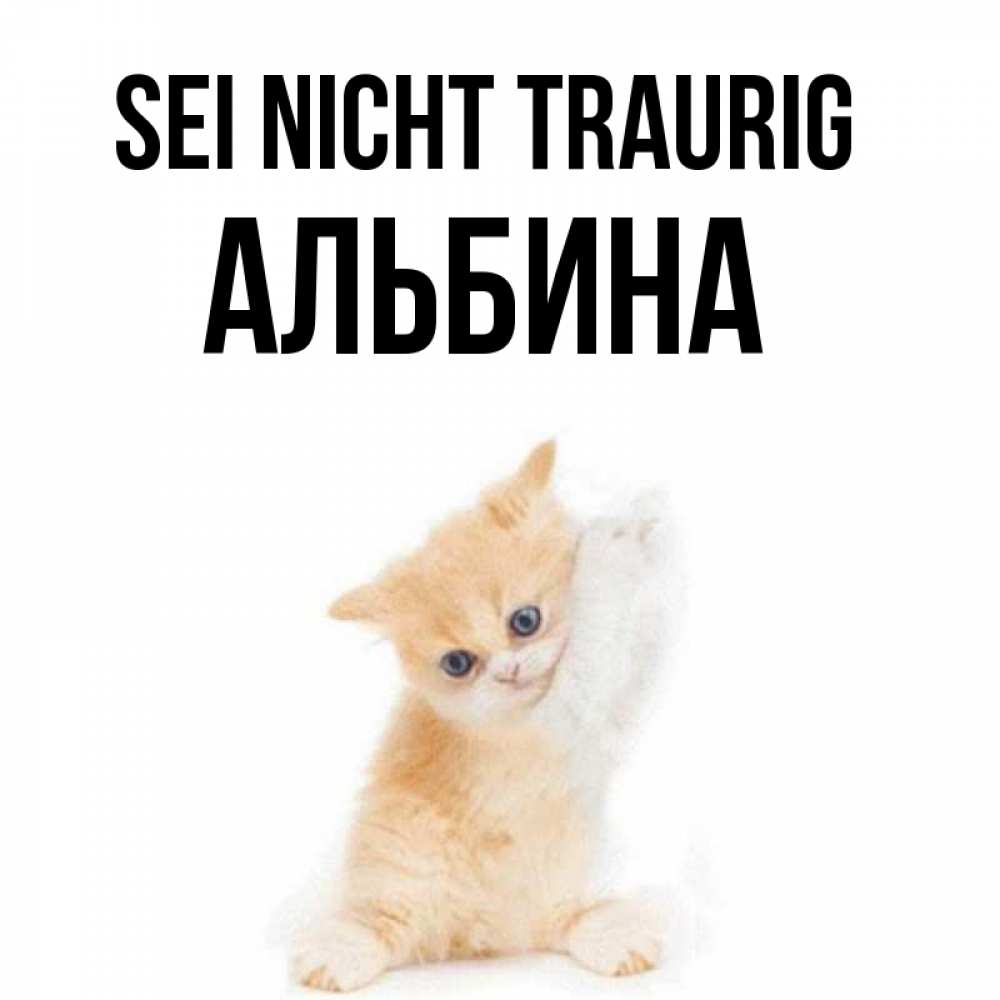 Открытка на каждый день с именем, Альбина Sei nicht traurig просящий кот Прикольная открытка с пожеланием онлайн скачать бесплатно 