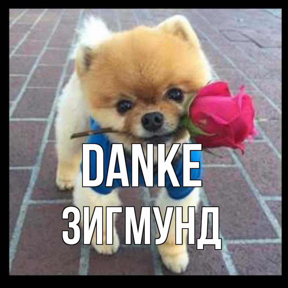 Открытка на каждый день с именем, Зигмунд Danke спасибо и дарю тебе цветок Прикольная открытка с пожеланием онлайн скачать бесплатно 