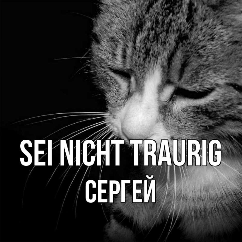 Открытка на каждый день с именем, Сергей Sei nicht traurig грустный котик Прикольная открытка с пожеланием онлайн скачать бесплатно 