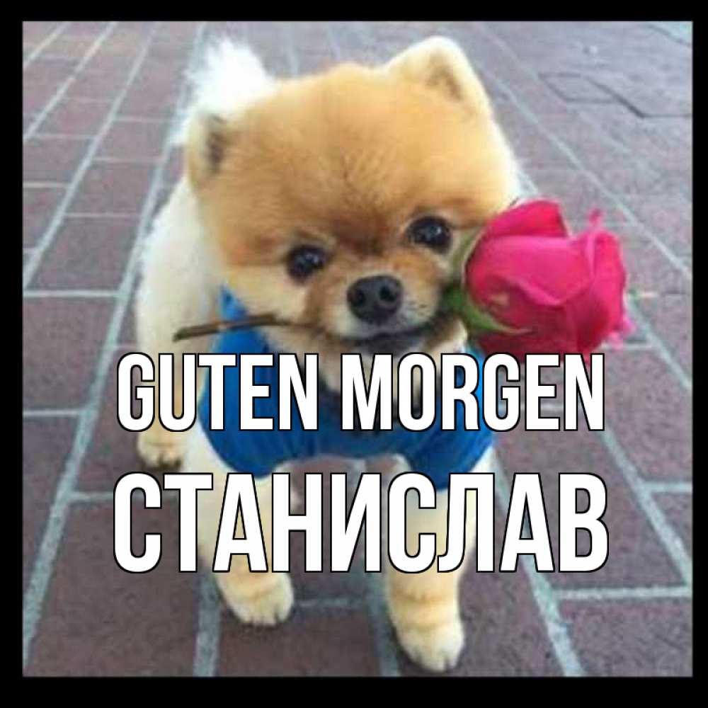 Открытка на каждый день с именем, Станислав Guten Morgen роза в зубах Прикольная открытка с пожеланием онлайн скачать бесплатно 
