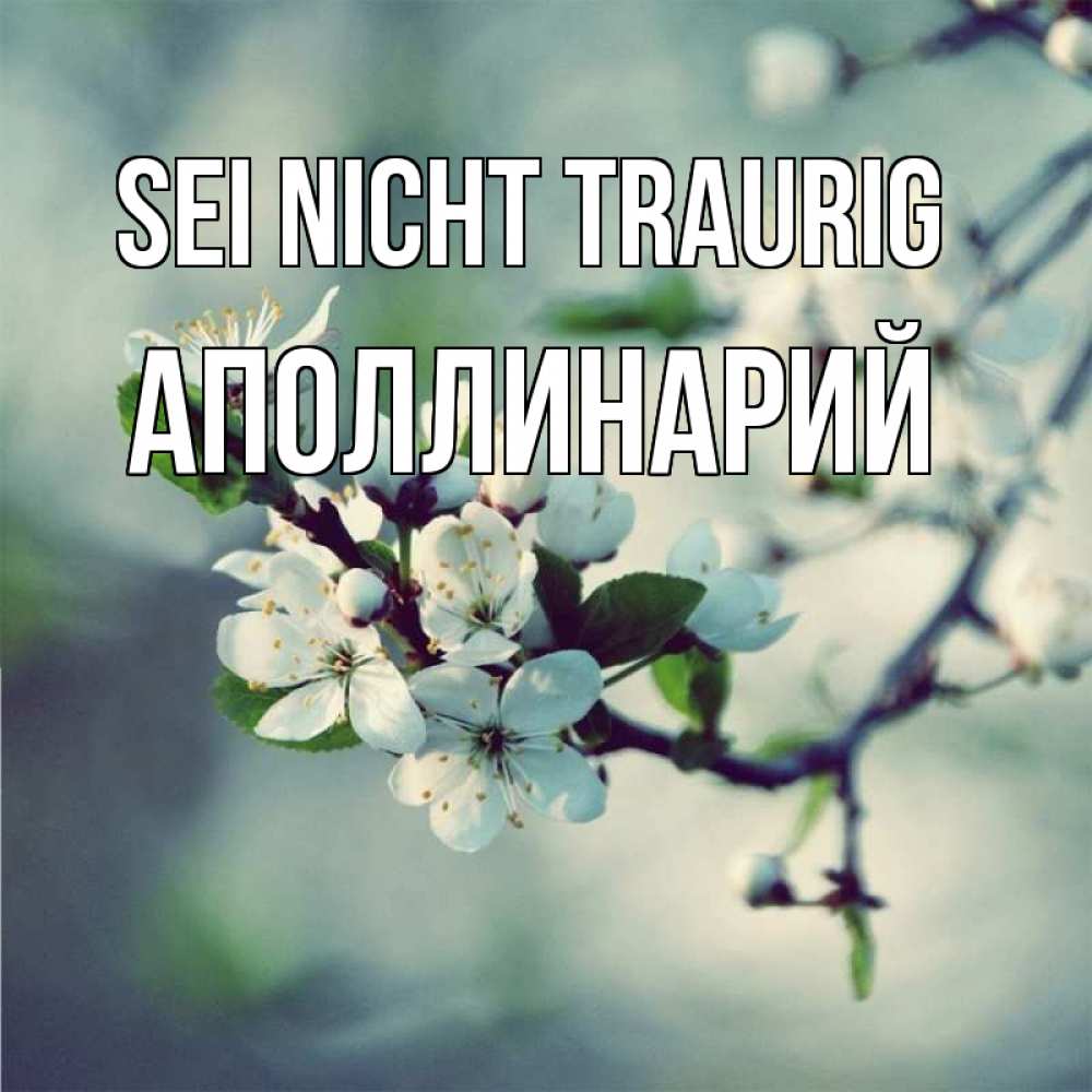 Открытка на каждый день с именем, Аполлинарий Sei nicht traurig яблоня в цвету 1 Прикольная открытка с пожеланием онлайн скачать бесплатно 