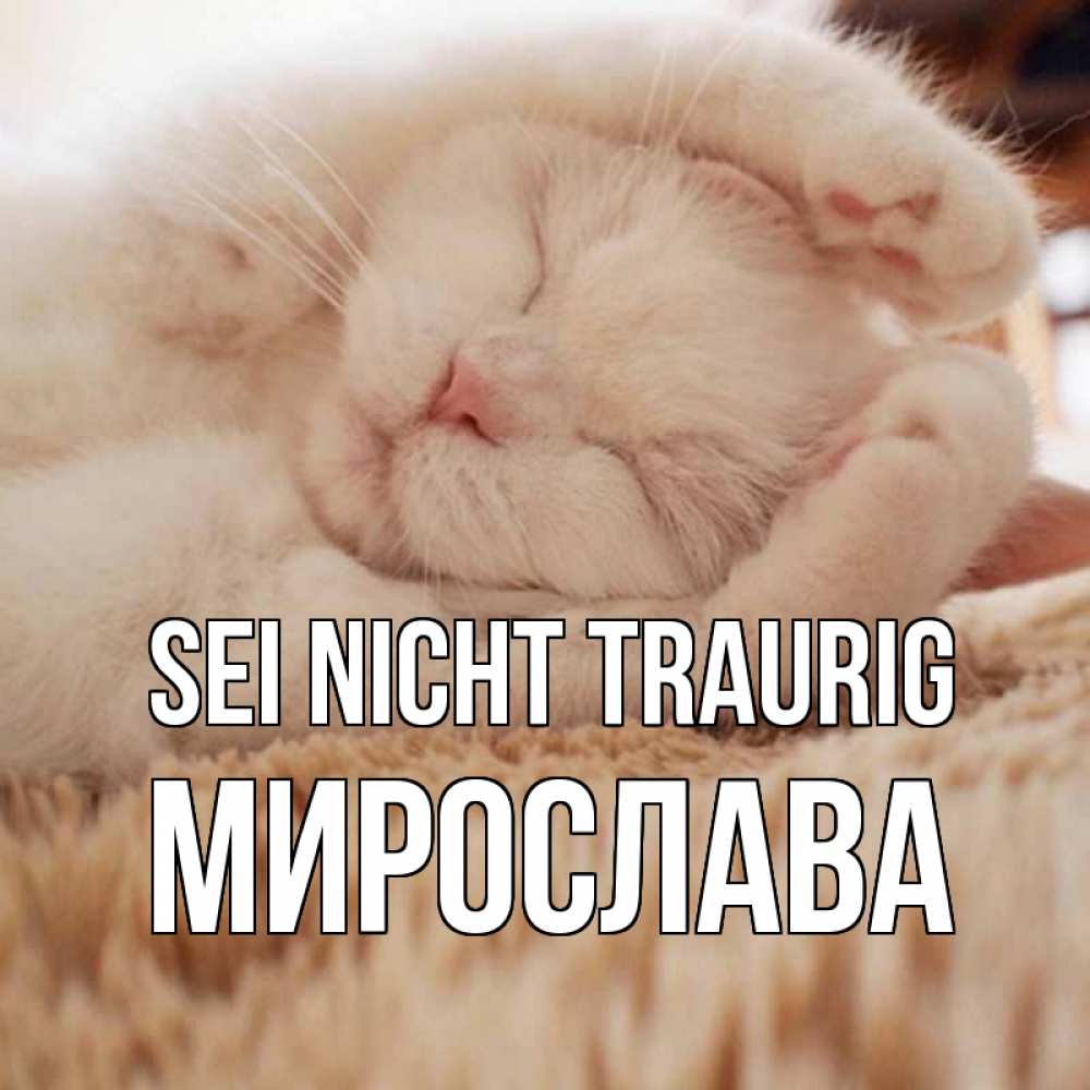 Открытка на каждый день с именем, Мирослава Sei nicht traurig белый кот Прикольная открытка с пожеланием онлайн скачать бесплатно 