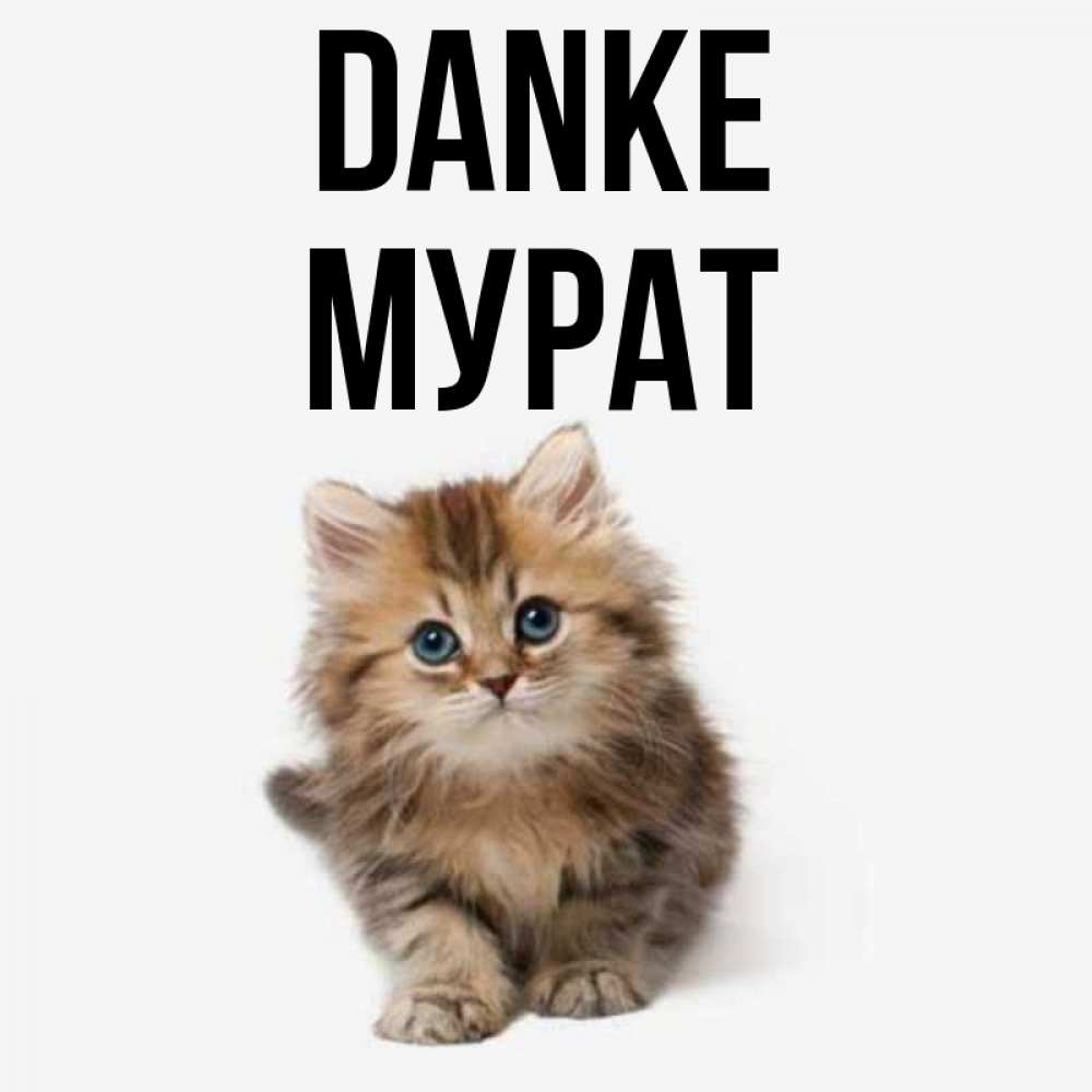 Открытка на каждый день с именем, Мурат Danke пушистый котик Прикольная открытка с пожеланием онлайн скачать бесплатно 
