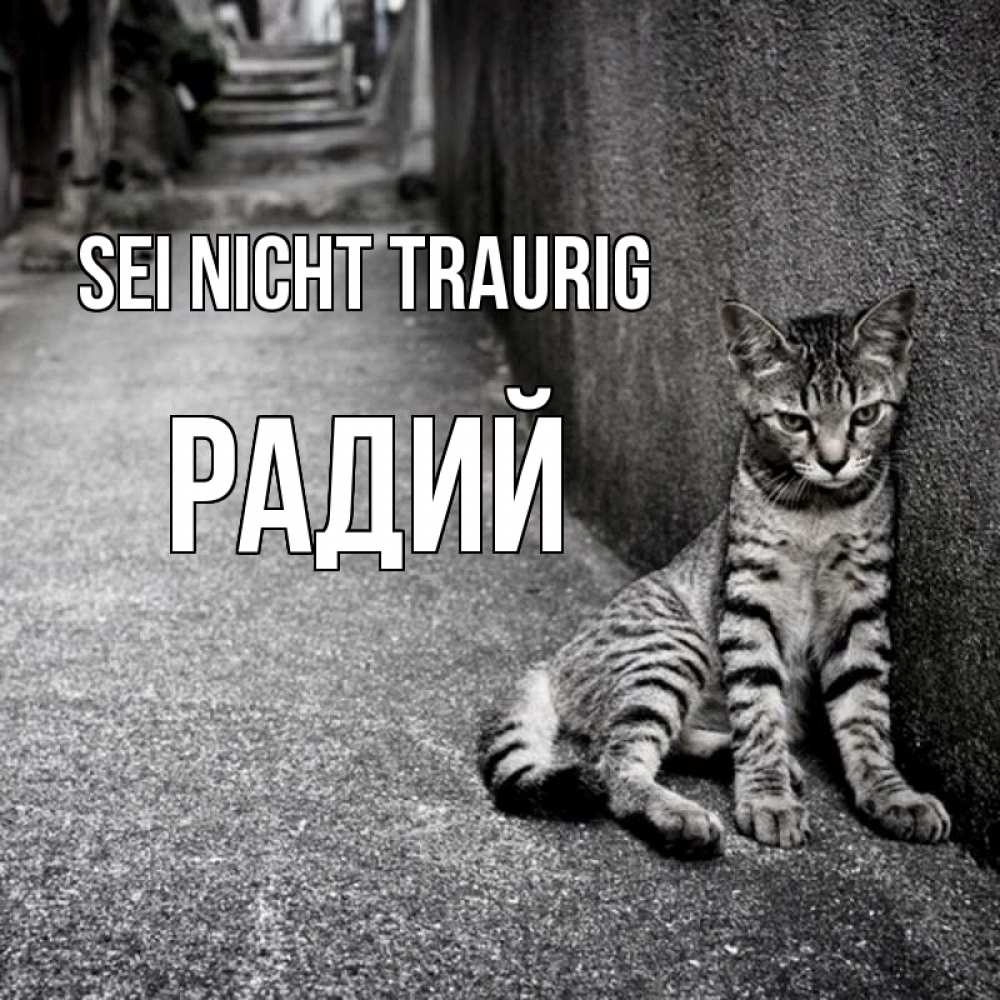 Открытка на каждый день с именем, Радий Sei nicht traurig скучающий котик Прикольная открытка с пожеланием онлайн скачать бесплатно 