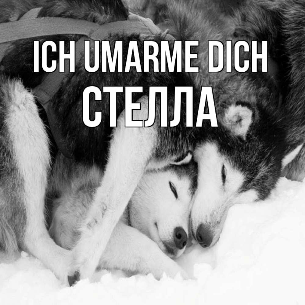 Открытка на каждый день с именем, Стелла Ich umarme dich собачки в упряжке Прикольная открытка с пожеланием онлайн скачать бесплатно 