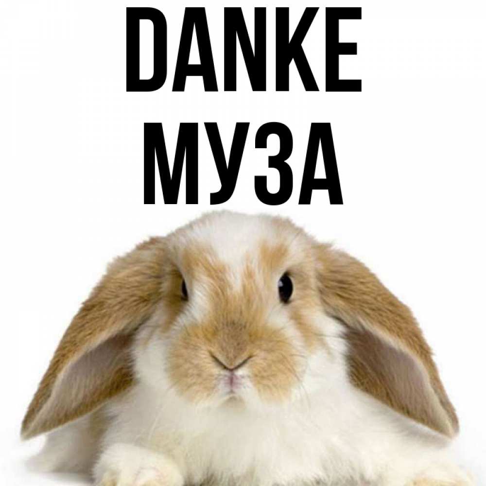 Открытка на каждый день с именем, Муза Danke коричнево белый заяц Прикольная открытка с пожеланием онлайн скачать бесплатно 
