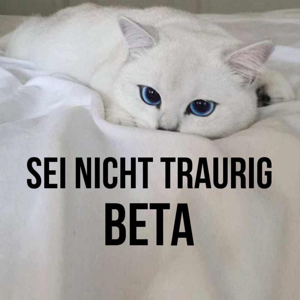 Открытка на каждый день с именем, Вета Sei nicht traurig Голубоглазая кошка Прикольная открытка с пожеланием онлайн скачать бесплатно 