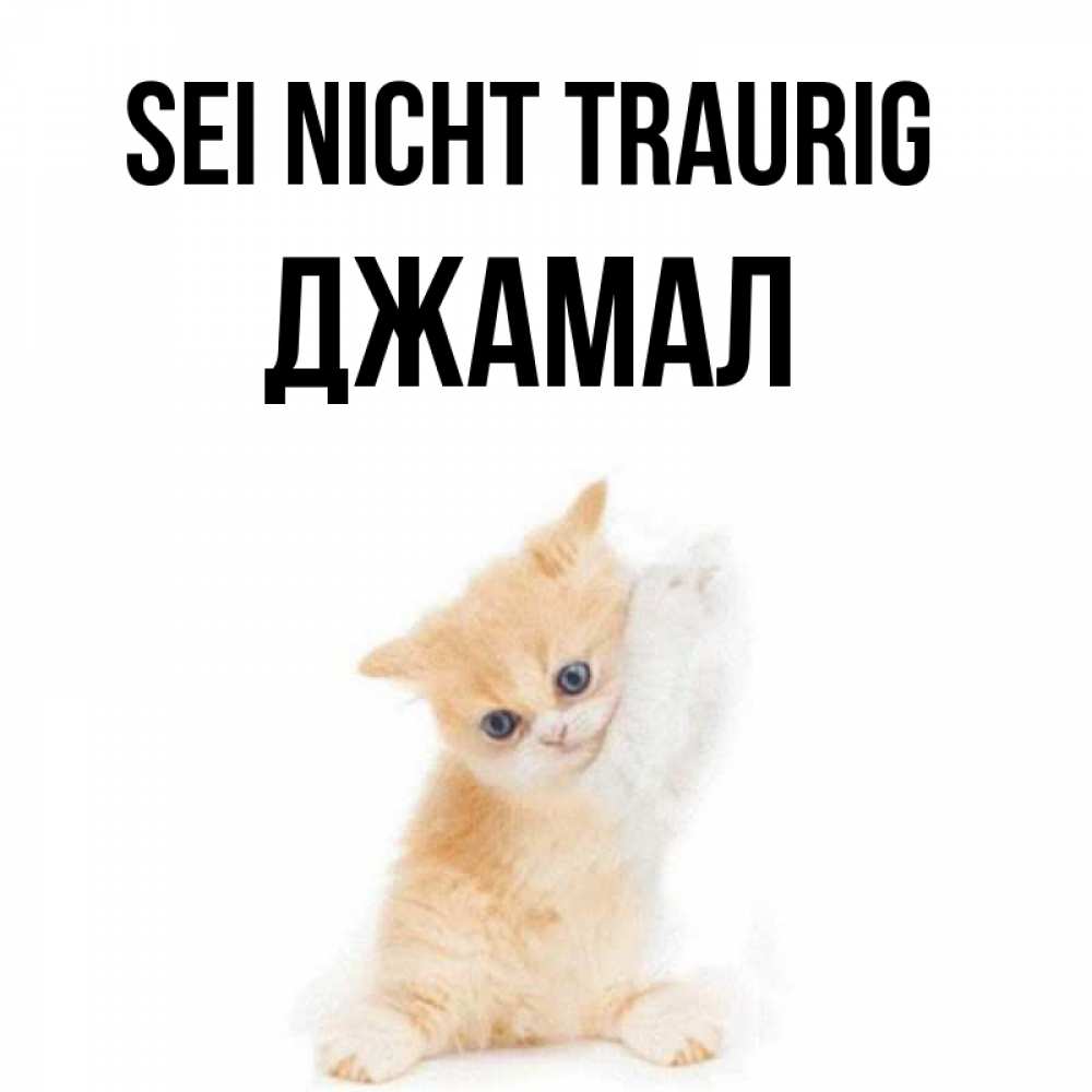 Открытка на каждый день с именем, Джамал Sei nicht traurig просящий кот Прикольная открытка с пожеланием онлайн скачать бесплатно 