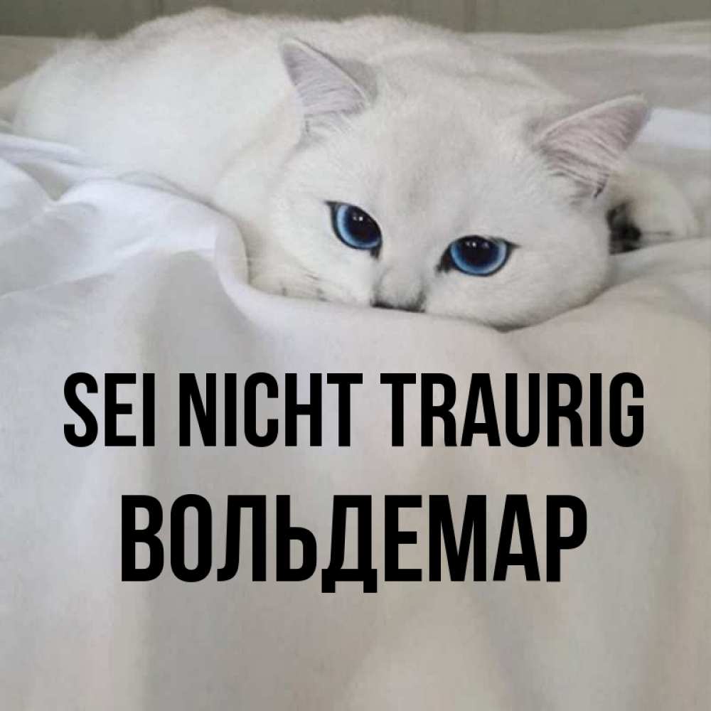 Открытка на каждый день с именем, Вольдемар Sei nicht traurig Голубоглазая кошка Прикольная открытка с пожеланием онлайн скачать бесплатно 