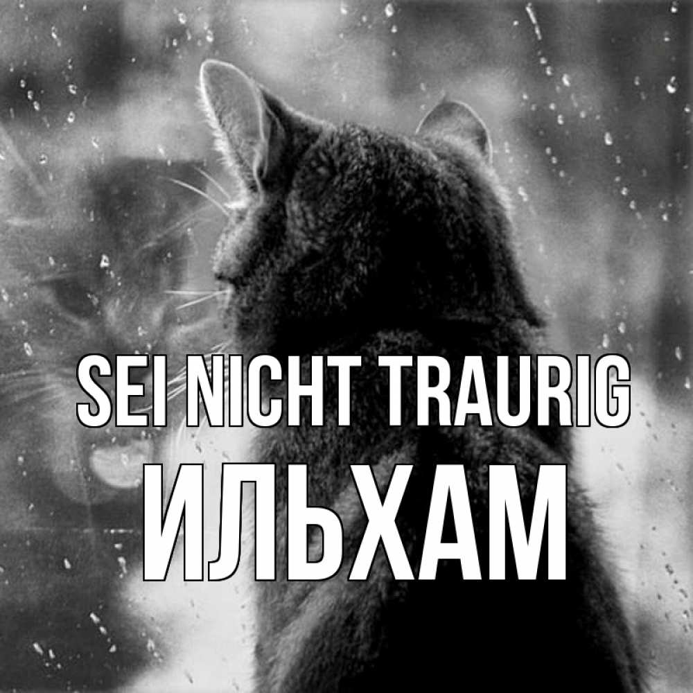 Открытка на каждый день с именем, Ильхам Sei nicht traurig отражение кота 1 Прикольная открытка с пожеланием онлайн скачать бесплатно 