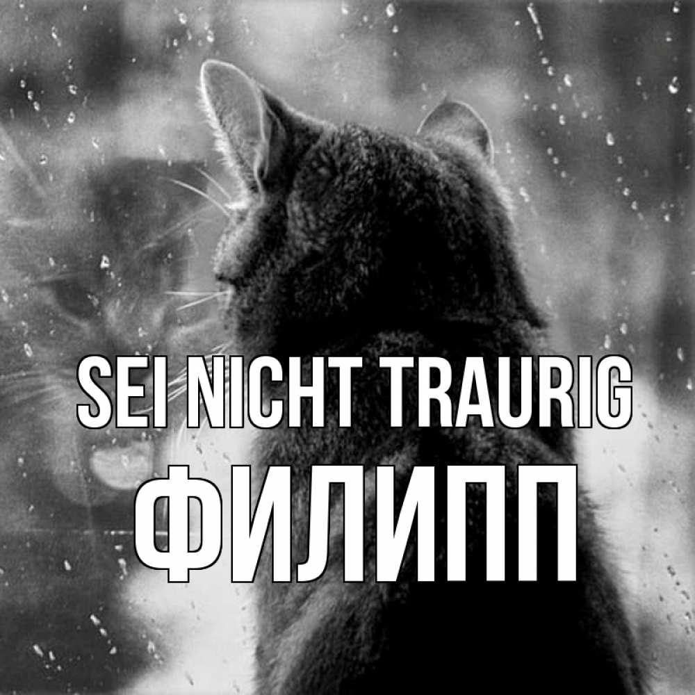 Открытка на каждый день с именем, Филипп Sei nicht traurig отражение кота 1 Прикольная открытка с пожеланием онлайн скачать бесплатно 