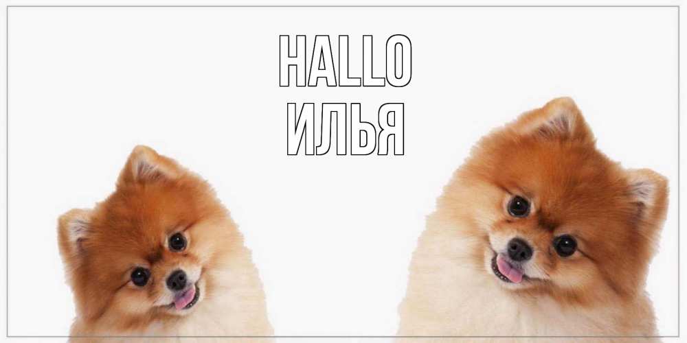Открытка на каждый день с именем, Илья Hallo привет Прикольная открытка с пожеланием онлайн скачать бесплатно 