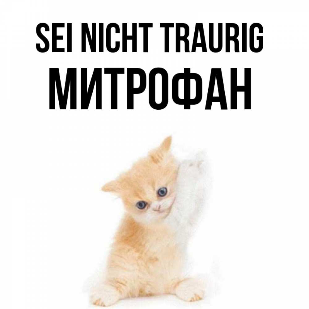 Открытка на каждый день с именем, Митрофан Sei nicht traurig просящий кот Прикольная открытка с пожеланием онлайн скачать бесплатно 
