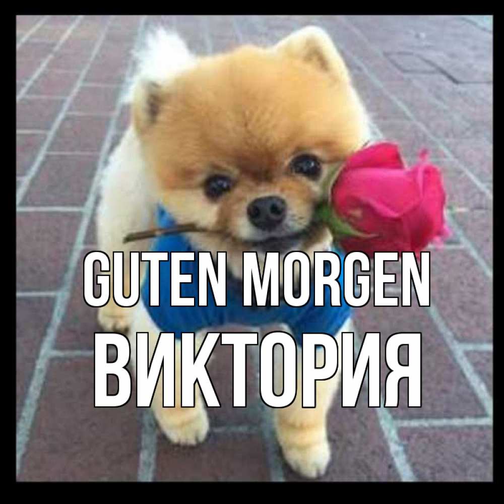 Открытка на каждый день с именем, Виктория Guten Morgen роза в зубах Прикольная открытка с пожеланием онлайн скачать бесплатно 