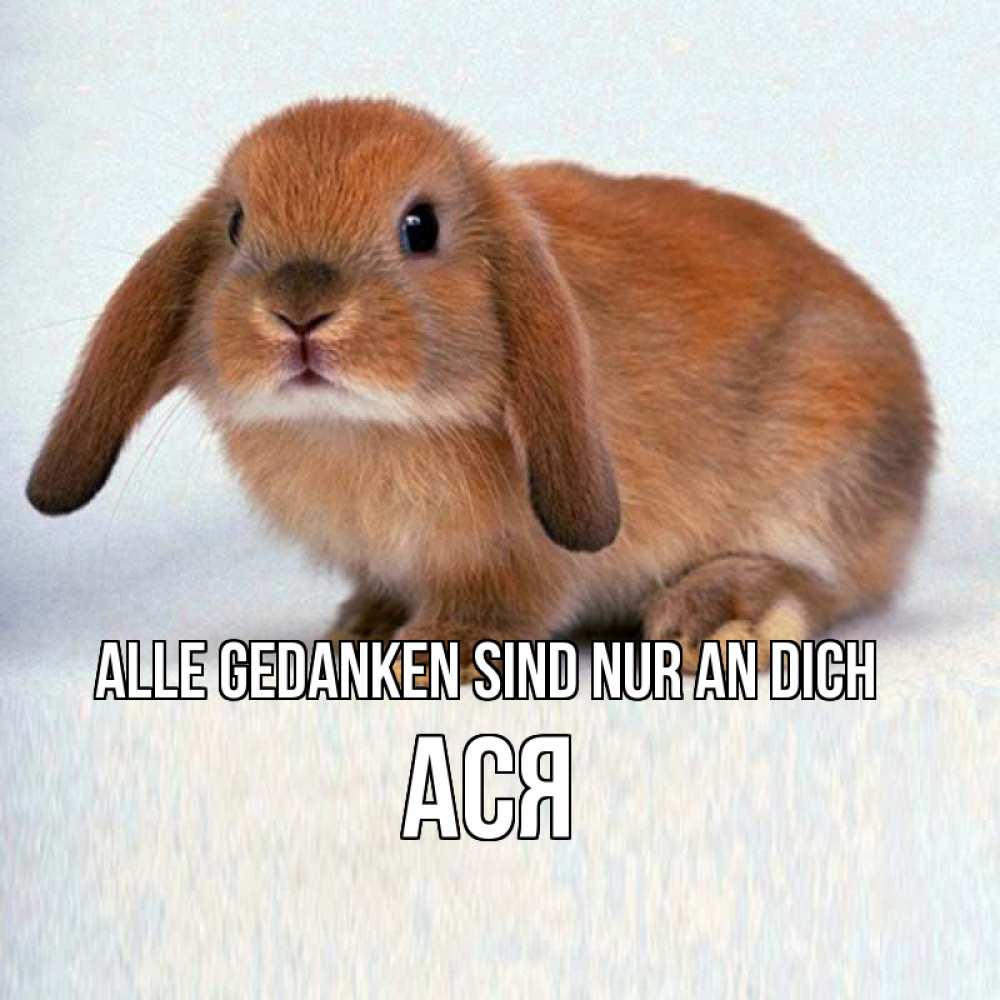 Открытка на каждый день с именем, Ася Alle Gedanken sind nur an dich кроль коричневый Прикольная открытка с пожеланием онлайн скачать бесплатно 