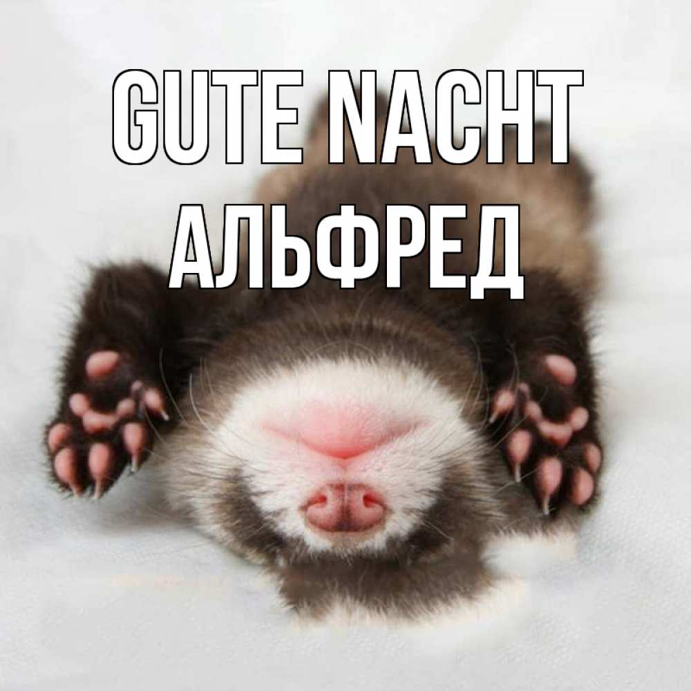 Открытка на каждый день с именем, Альфред Gute Nacht зверек Прикольная открытка с пожеланием онлайн скачать бесплатно 