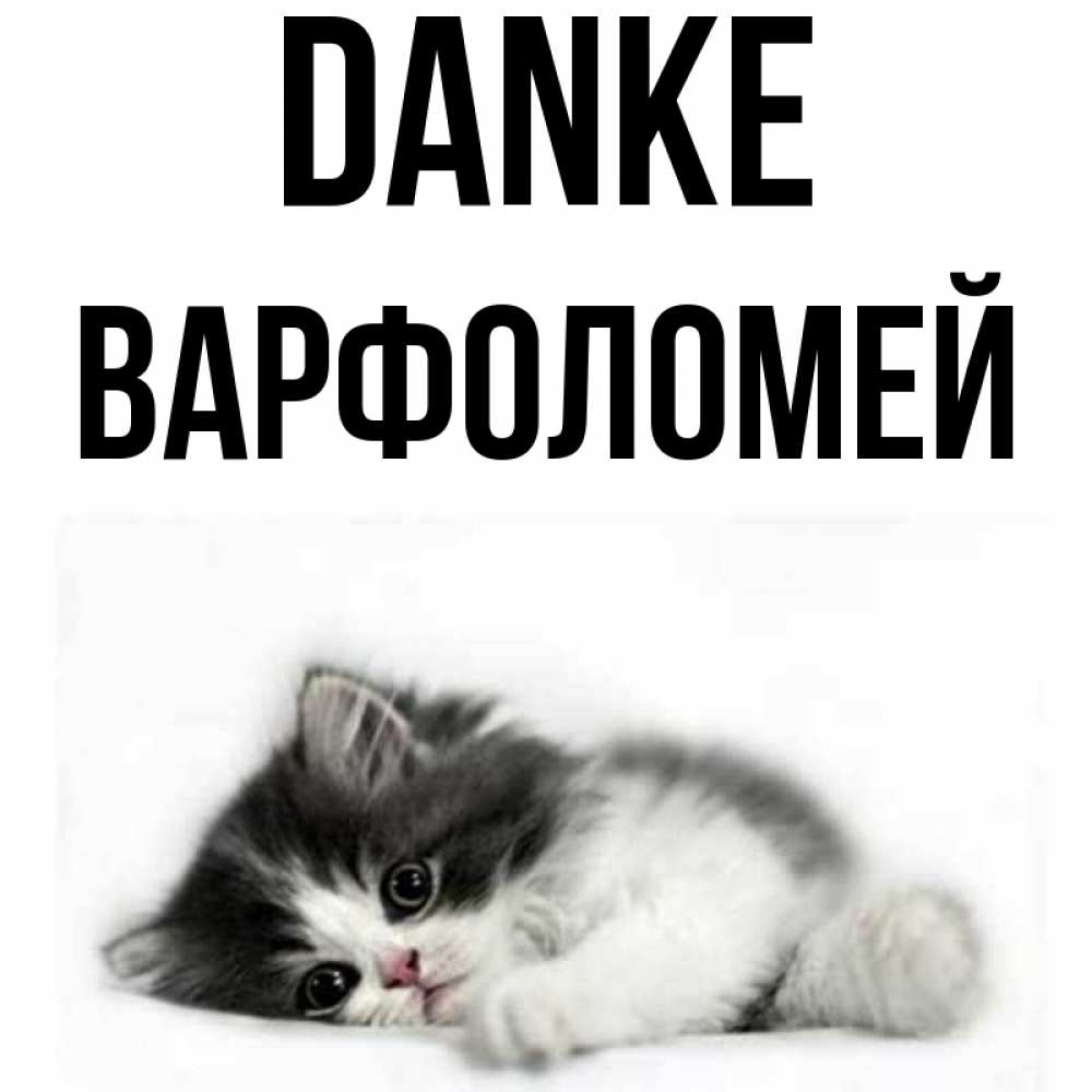 Открытка на каждый день с именем, Варфоломей Danke черный и белый кот Прикольная открытка с пожеланием онлайн скачать бесплатно 