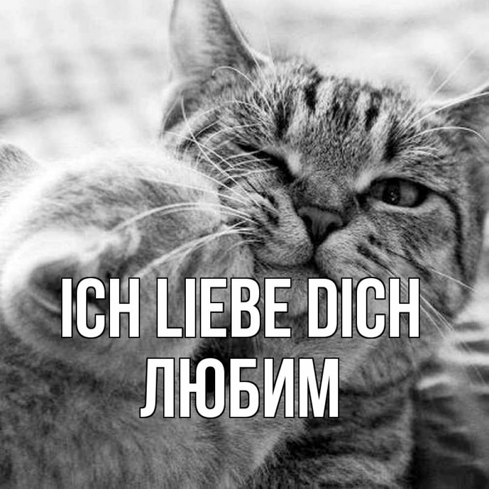 Открытка на каждый день с именем, Любим Ich liebe dich коты Прикольная открытка с пожеланием онлайн скачать бесплатно 