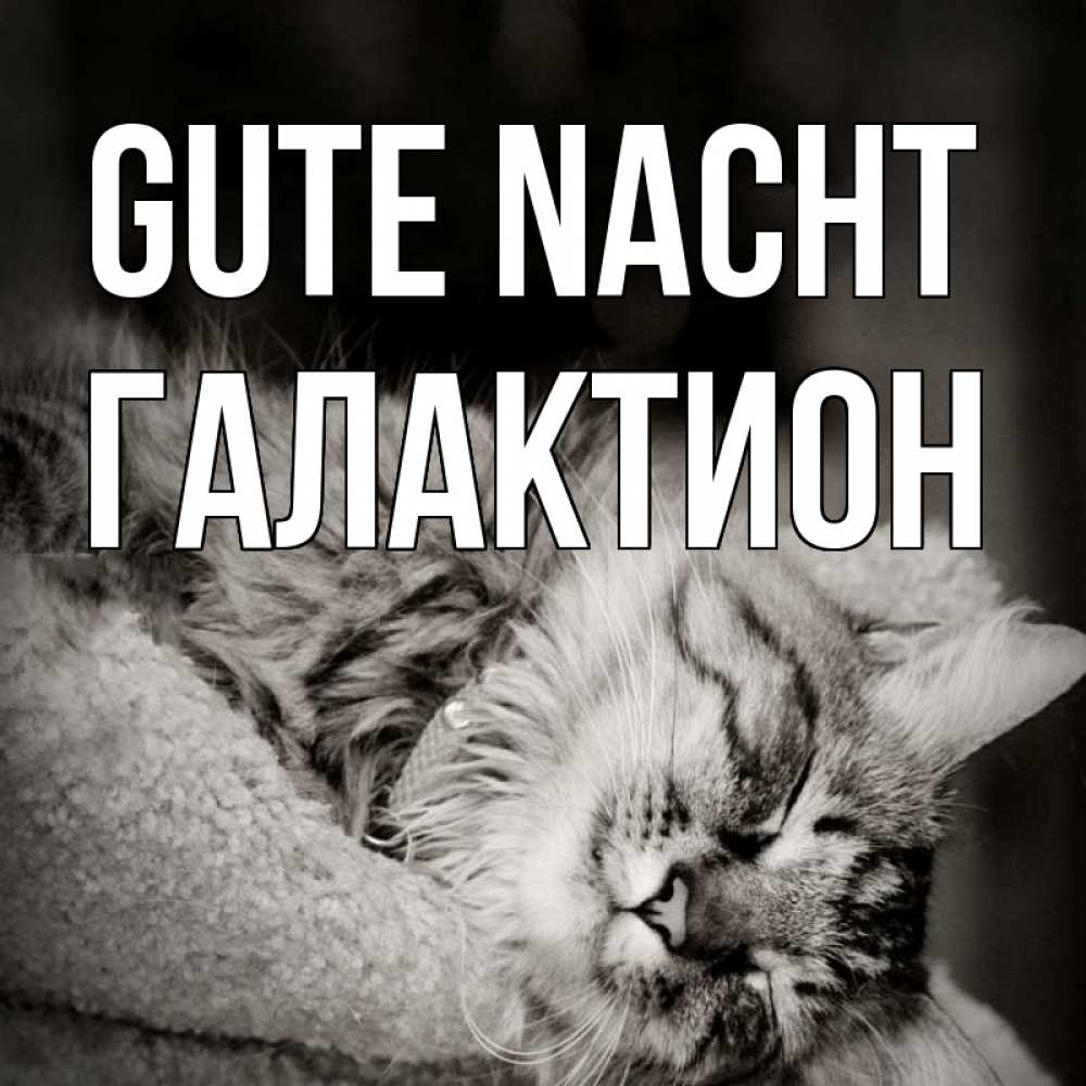 Открытка на каждый день с именем, Галактион Gute Nacht котярик пушистый Прикольная открытка с пожеланием онлайн скачать бесплатно 