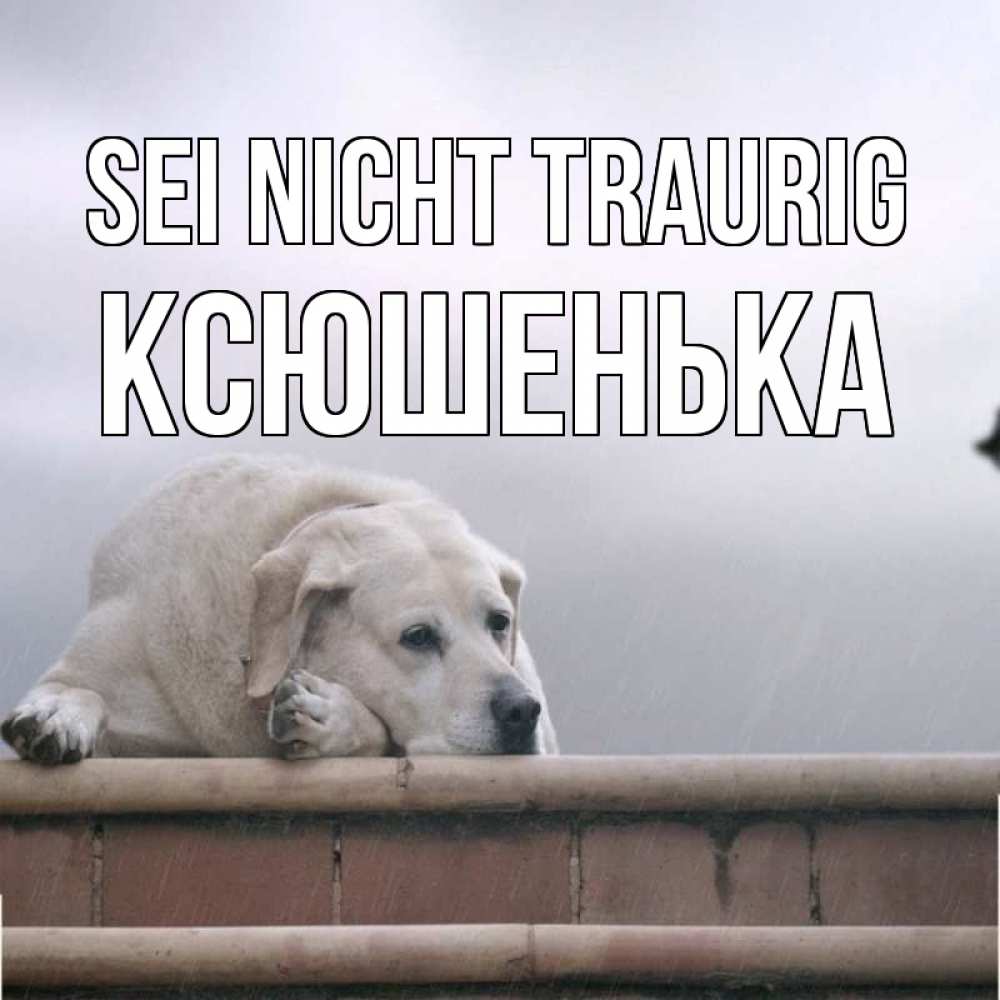 Открытка на каждый день с именем, Ксюшенька Sei nicht traurig белый пес 1 Прикольная открытка с пожеланием онлайн скачать бесплатно 