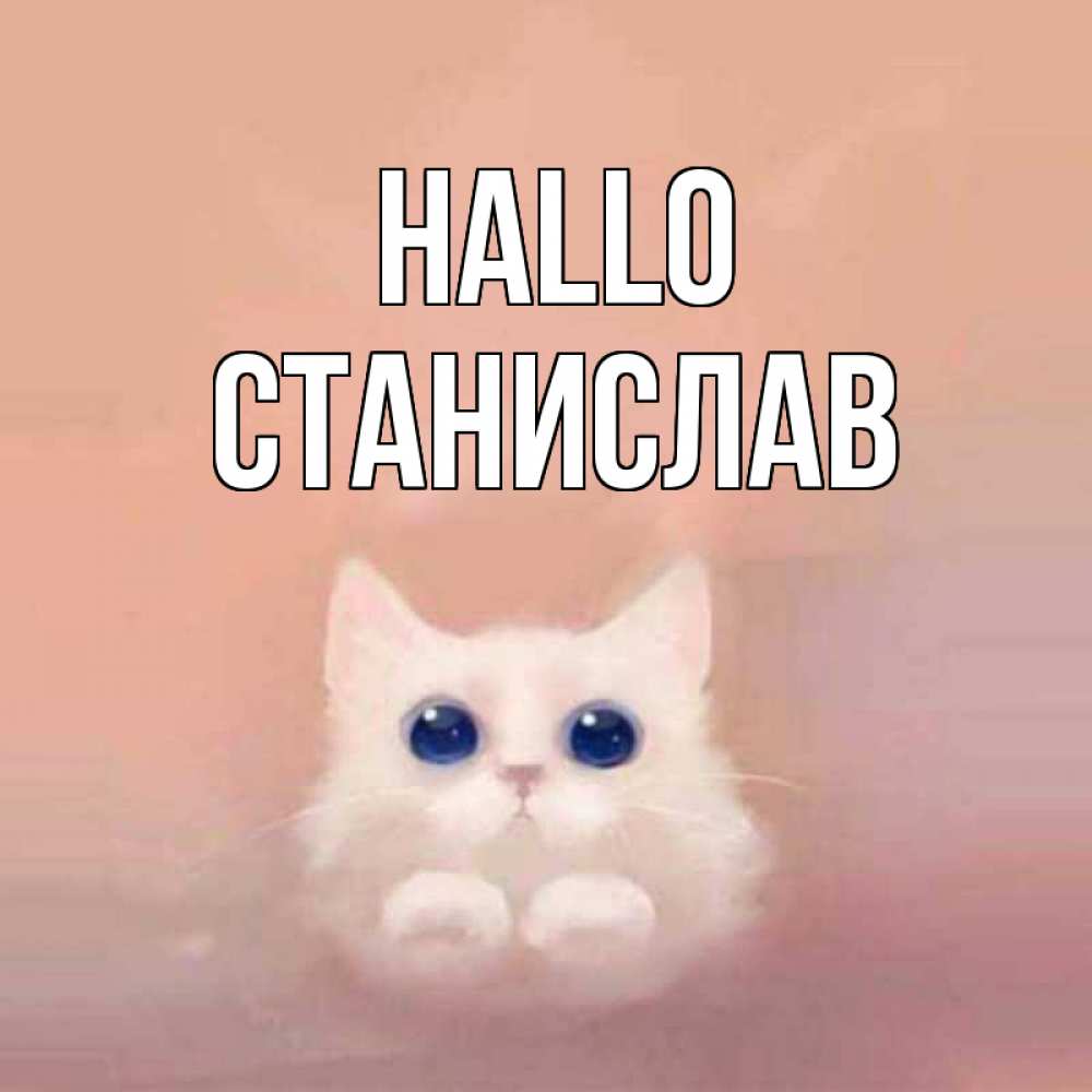 Открытка на каждый день с именем, Станислав Hallo котик белый в полете Прикольная открытка с пожеланием онлайн скачать бесплатно 
