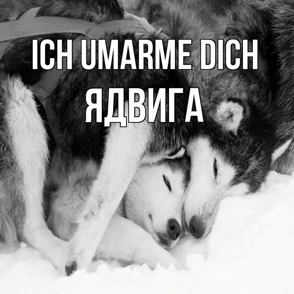 Открытка на каждый день с именем, Ядвига Ich umarme dich собачки в упряжке Прикольная открытка с пожеланием онлайн скачать бесплатно 
