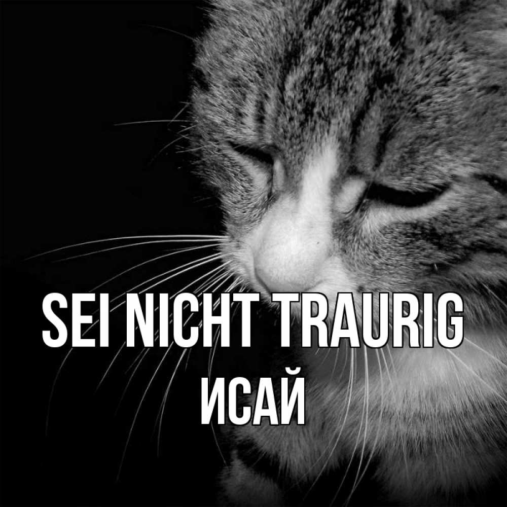 Открытка на каждый день с именем, Исай Sei nicht traurig грустный котик Прикольная открытка с пожеланием онлайн скачать бесплатно 