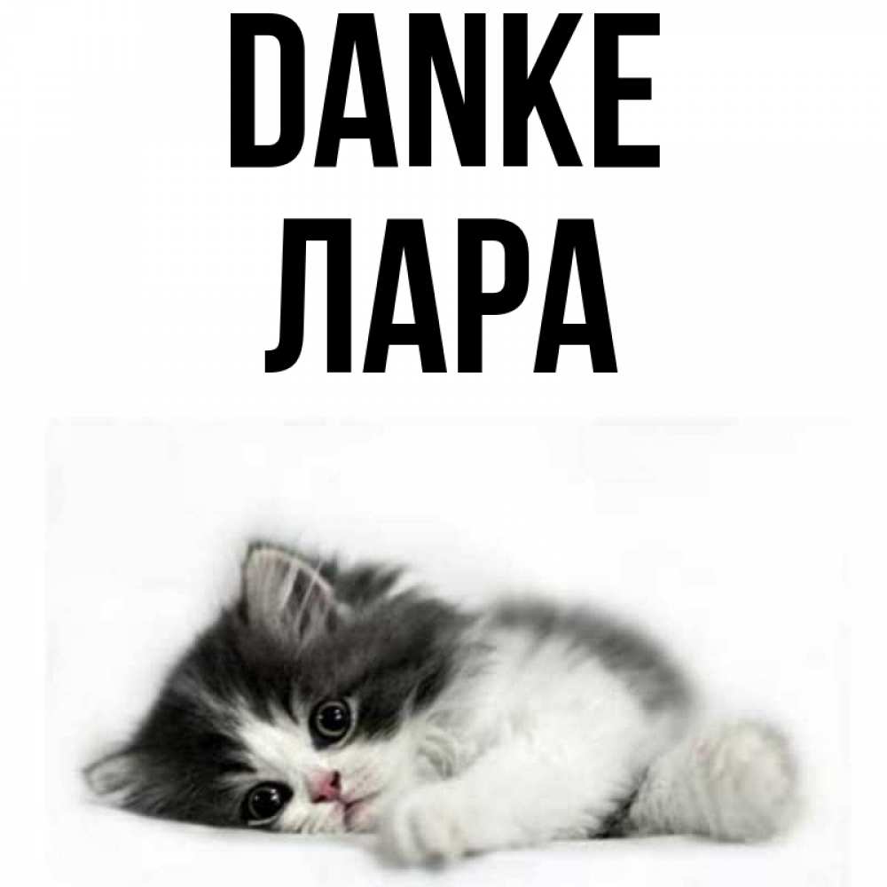 Открытка на каждый день с именем, Лара Danke черный и белый кот Прикольная открытка с пожеланием онлайн скачать бесплатно 